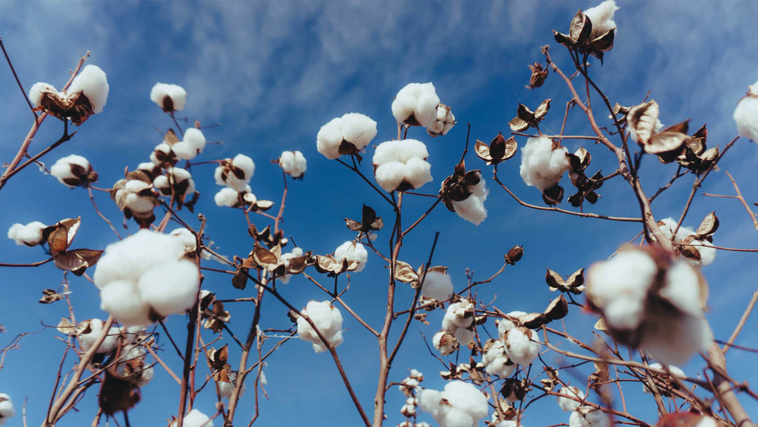 Dámské a pánské spodní prádlo z bio bavlny